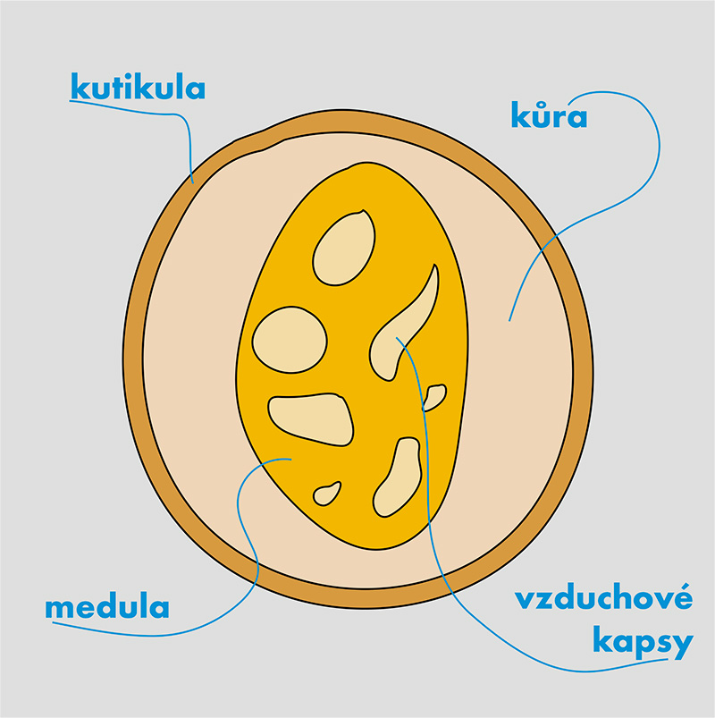 Průřez vláknem