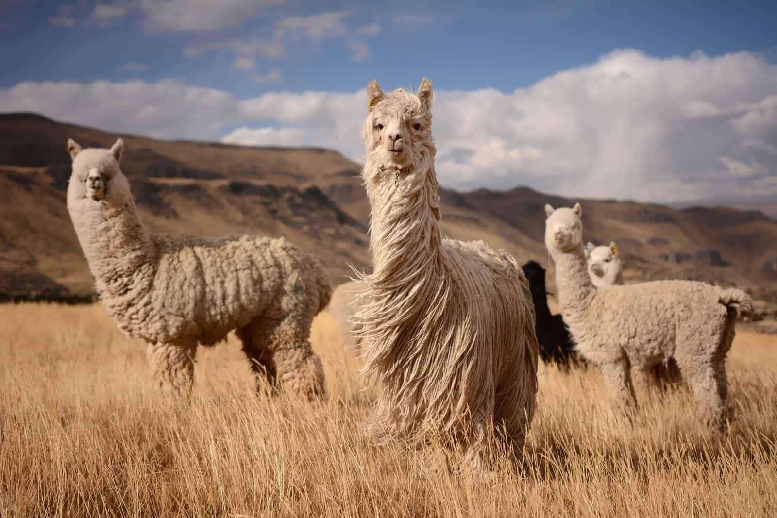 Lama alpaka