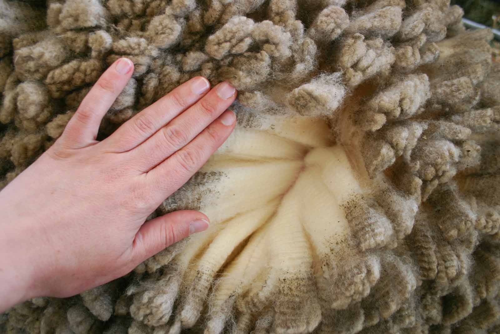 Detail na strukturovanou srst ovce merino