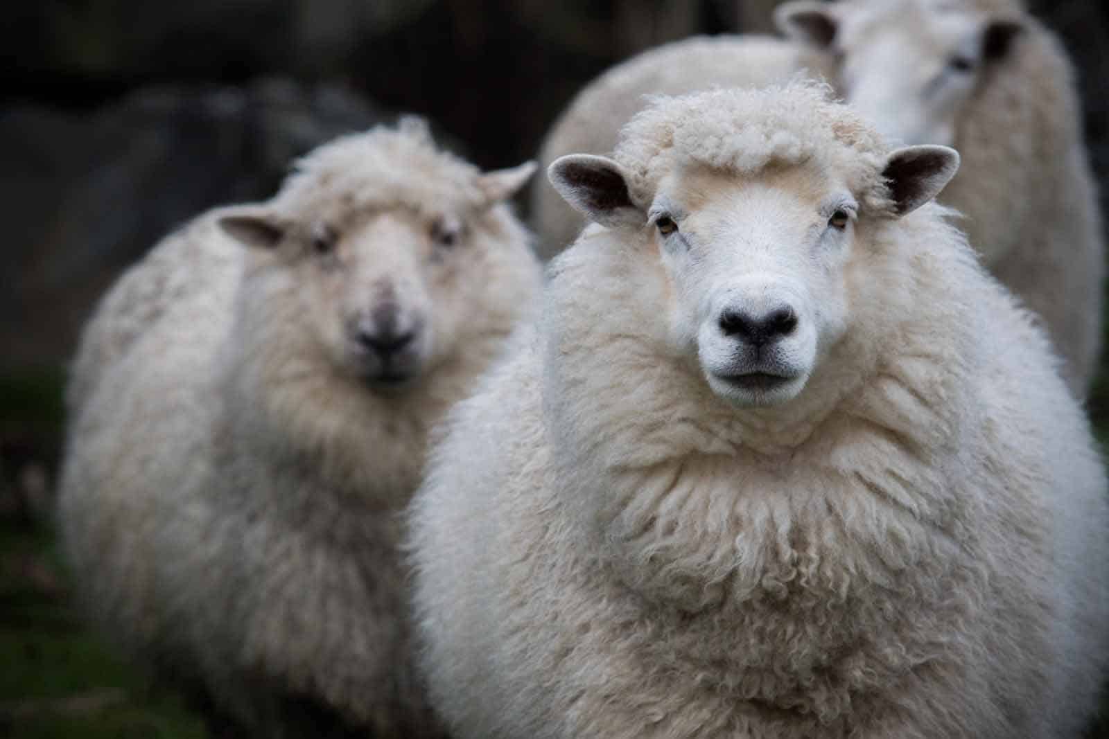 Merino plemeno ovce
