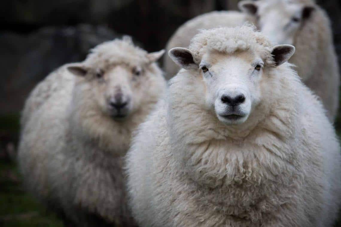 Merino plemeno ovce